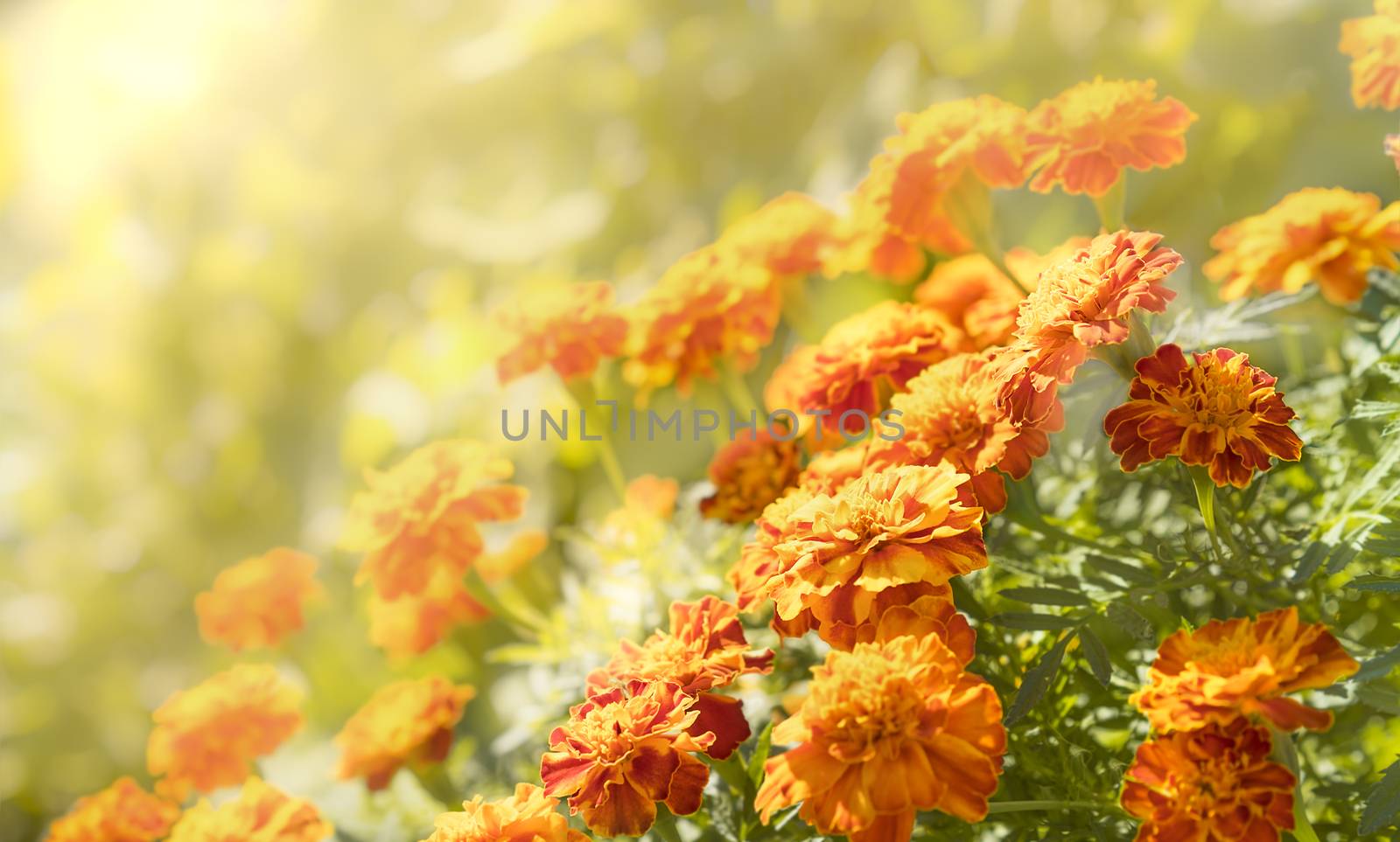 Autumn tones of orange and yellow marigolds by sherj