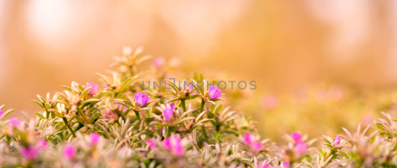 Good Morning Banner background with pink Portulaca flowers and yellow and orange tones