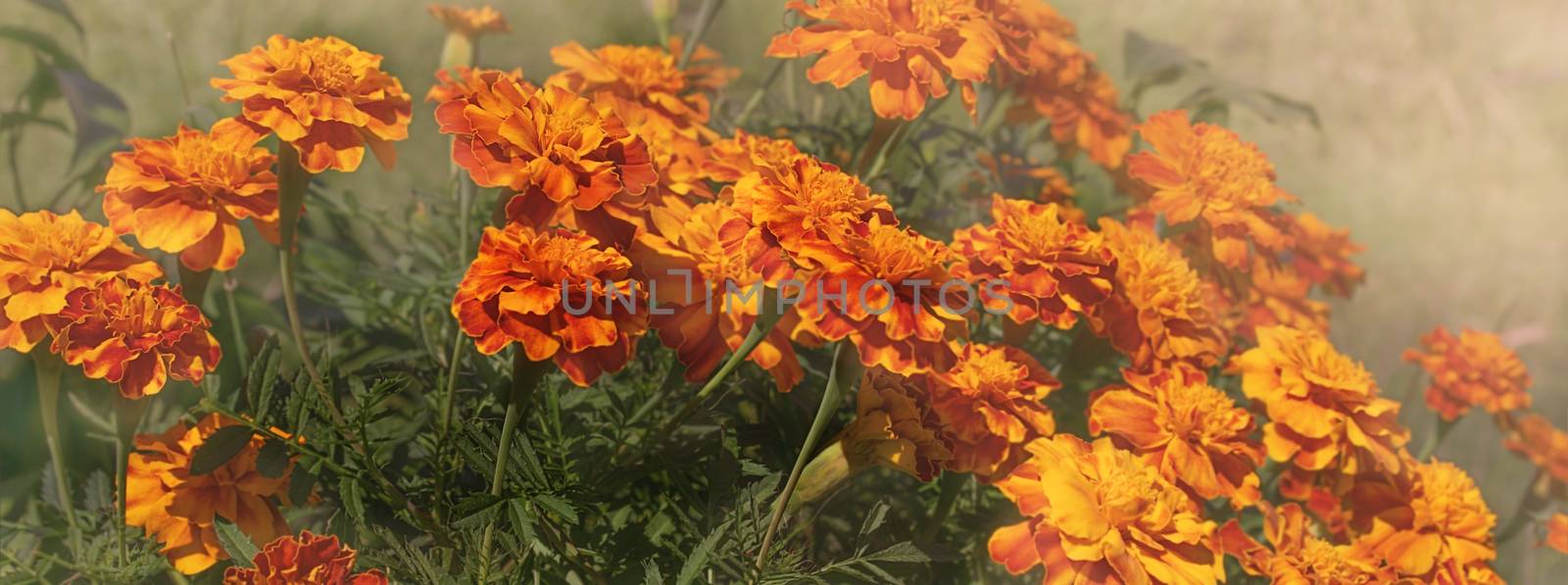 Autumn panorama of yellow and orange Marigolds by sherj