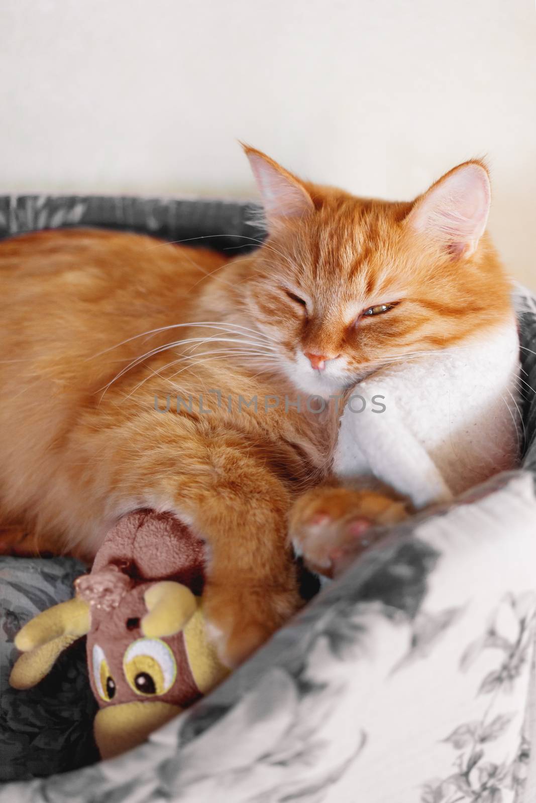 Cute ginger cat sleeping in soft fabric basket with toy. Fluffy pet in cozy home. Domestic animal relaxes.