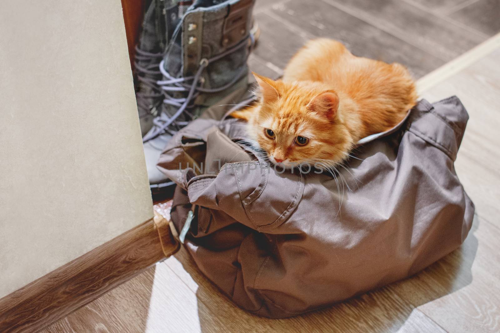 Cute ginger cat sits in bag. Fluffy pet climbed into the owner's gym bag in the hall.