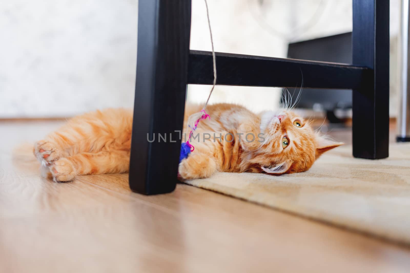 Cute ginger kitten plays with toy mouse on rope. Fluffy pet lies on carpet under black wooden chair. Domestic playful animal in cozy home. by aksenovko