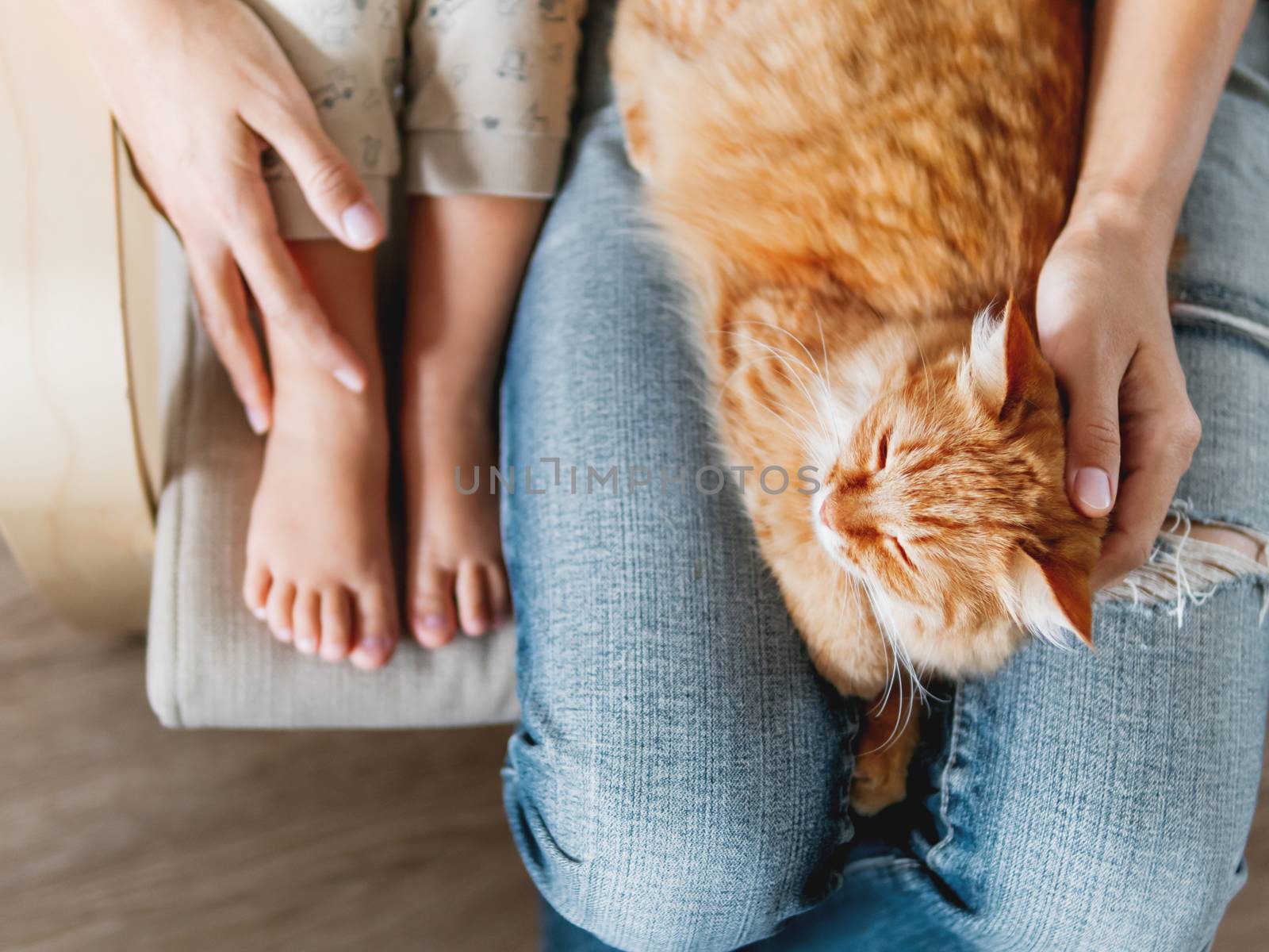 Top view on cute ginger cat lying on knees. Woman in jeans sits on chair with toddler and with fluffy pet on knees. Cozy home for domestic animal. by aksenovko