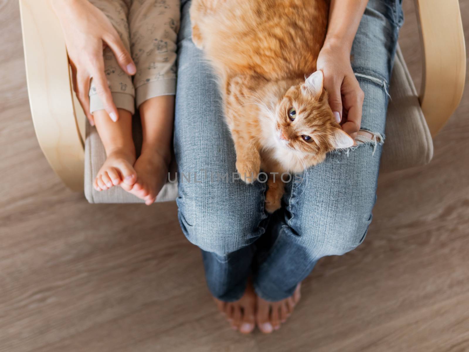 Top view on cute ginger cat lying on knees. Woman in jeans sits on chair with toddler and with fluffy pet on knees. Cozy home for domestic animal. by aksenovko