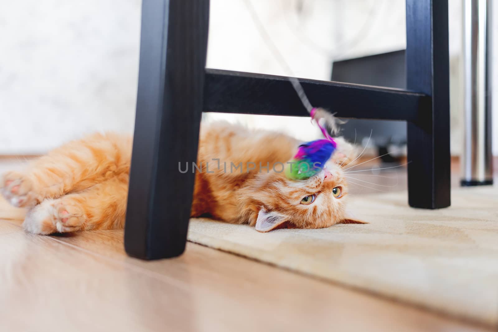 Cute ginger kitten plays with toy mouse on rope. Fluffy pet lies on carpet under black wooden chair. Domestic playful animal in cozy home.