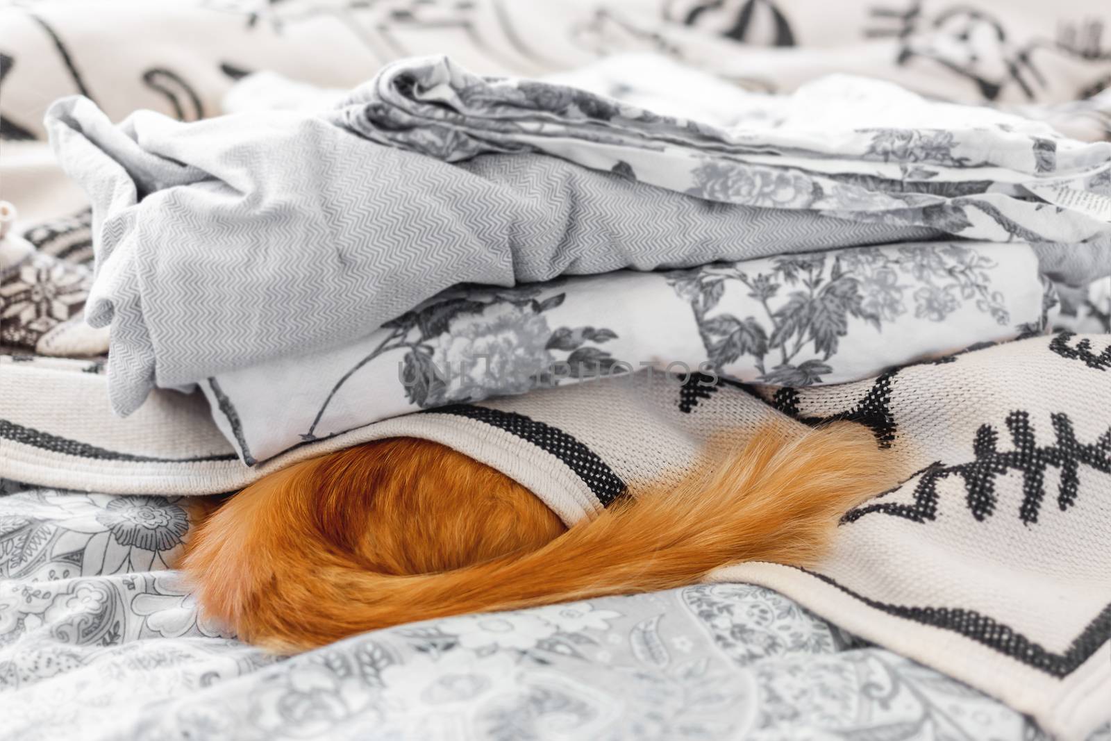 Cute ginger cat hides in bed. Fluffy pet sleeps under blanket, only furry tail is visible. Cozy morning bedtime in cozy home. by aksenovko