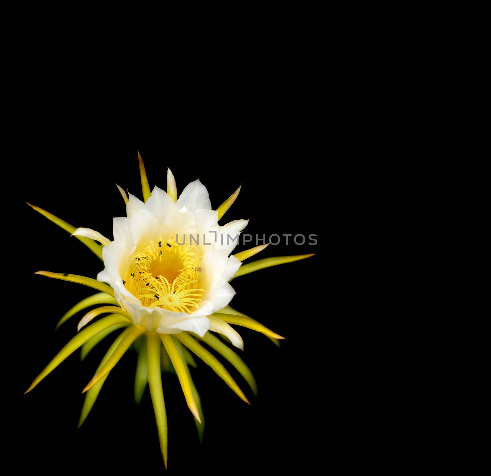 White flower of Dragonfruit over black background