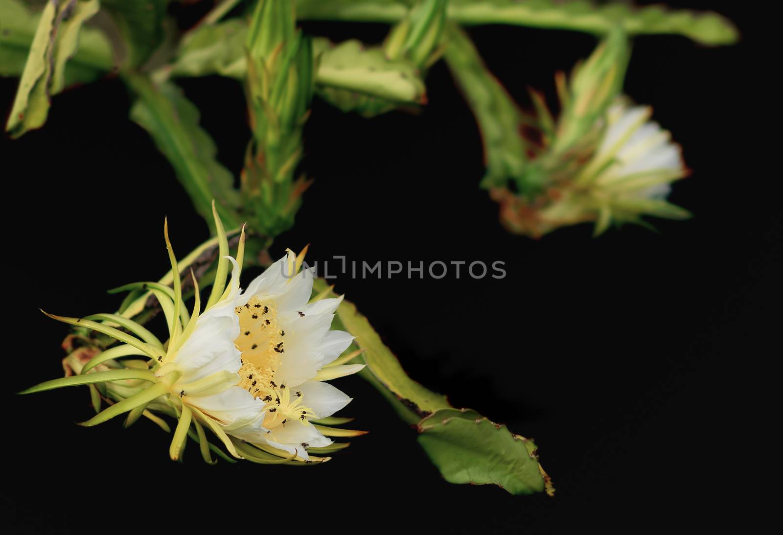 Fragrant White Dragon Fruit Flower by sherj