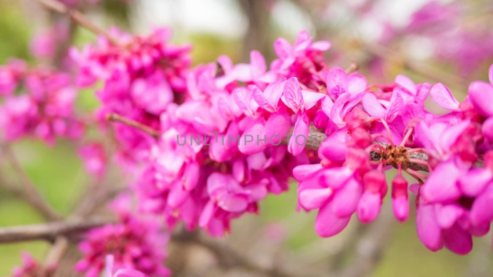 Blooming Cercis chinensis or the Chinese redbud. Natural spring background with sun shining through pink beautiful flowers.