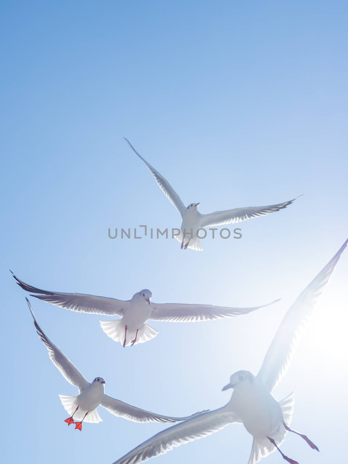 Seagulls float in the air. Bottom view of sea birds against a clear sky and bright sun. by aksenovko