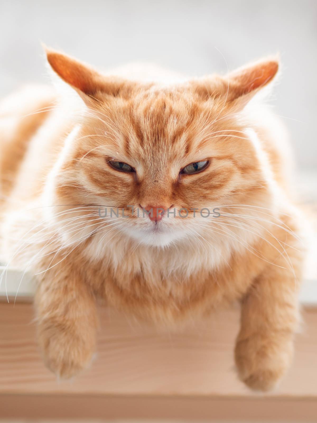 Close up portrait of cute ginger cat. Fluffy pet is staring in camera. Domestic kitty sitting on table.