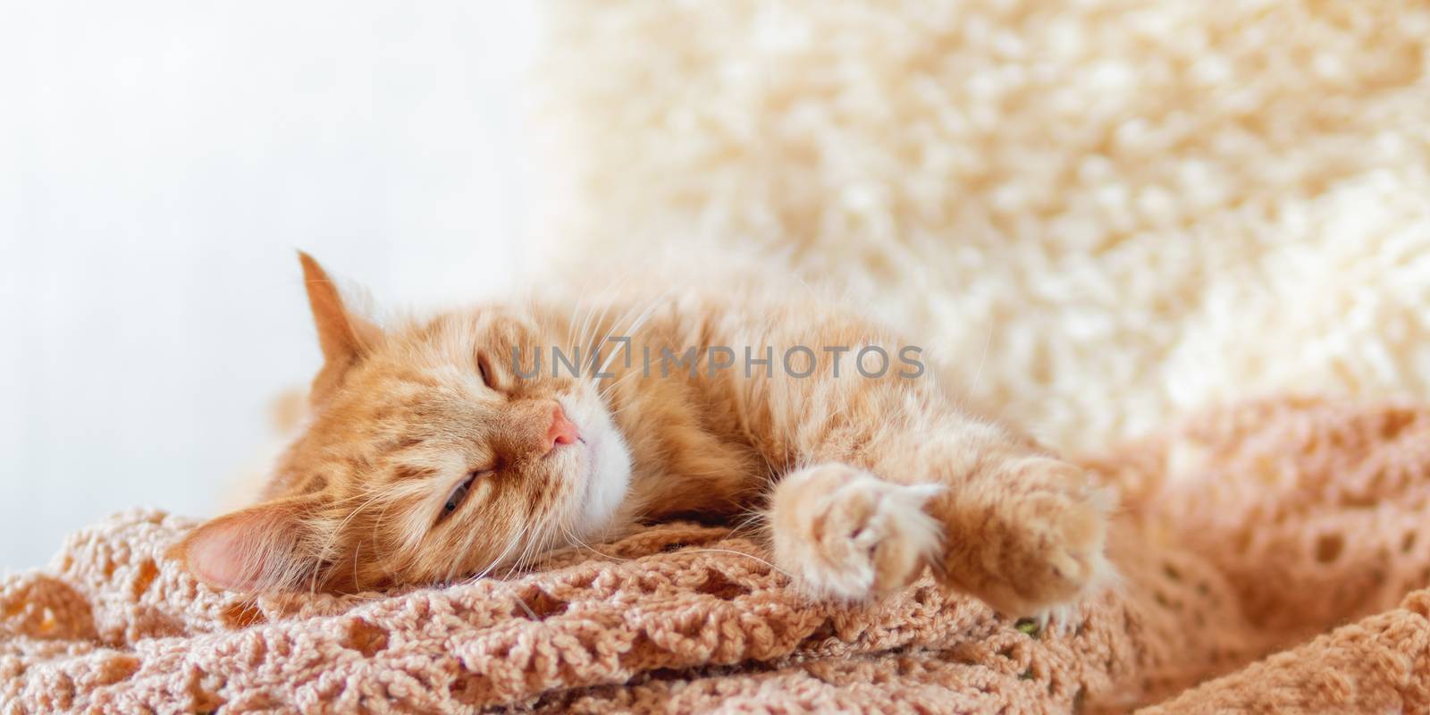 Cute ginger cat sleeping on pile of clothes. Fluffy pet mimics the color of textile.