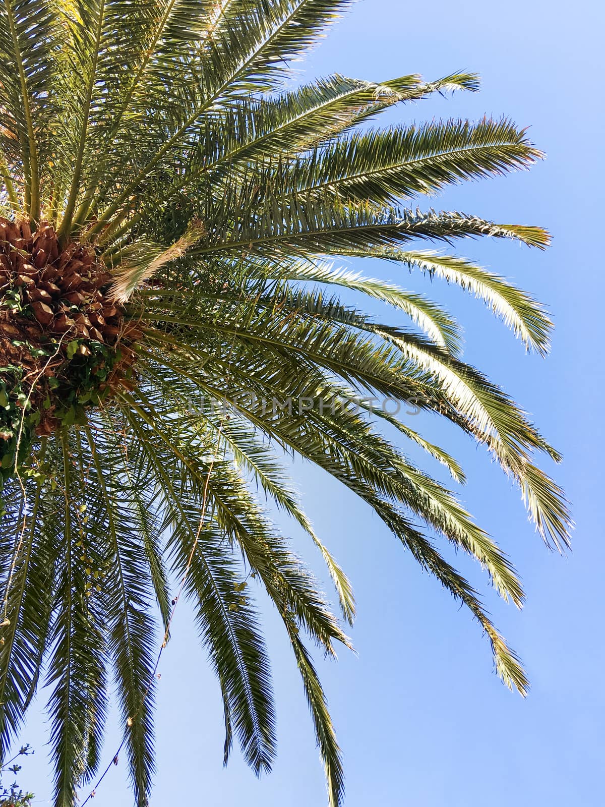 Bottom view on palm tree foliage on clear blue sky background.