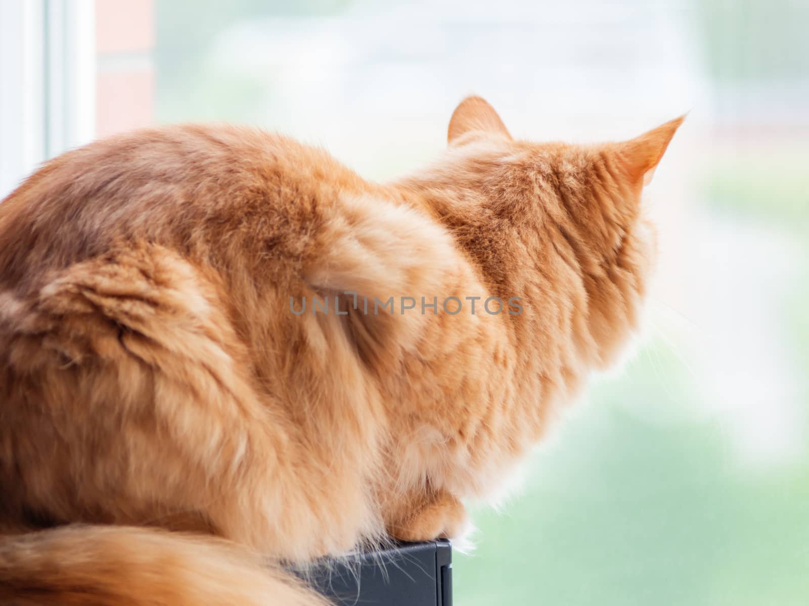 Cute ginger cat is looking out of the window. Fluffy pet is waiting for somebody or something.