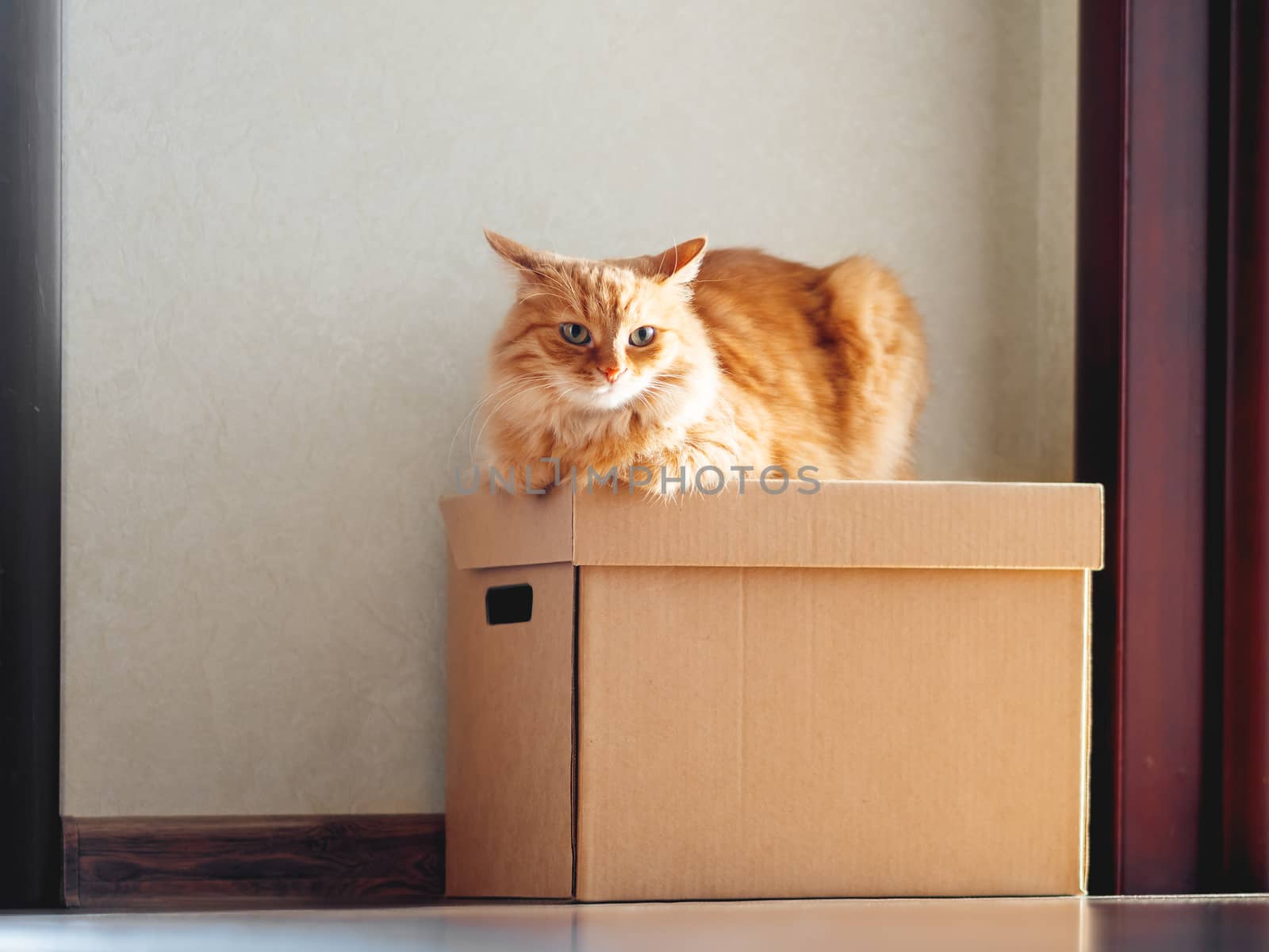 Cute ginger cat lying on carton box. Sun shines on fluffy pet. Domestic animal is ready to relocate.