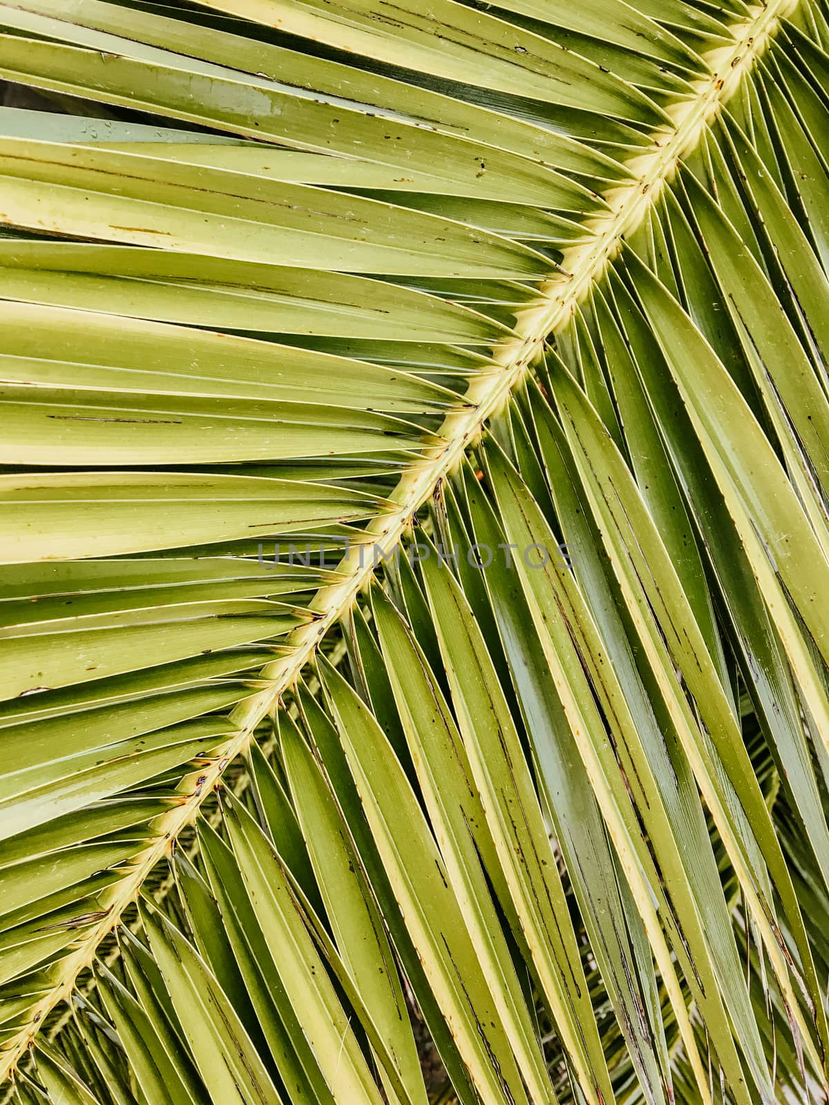 Diagonal composition of tropical palm tree leaf. by aksenovko