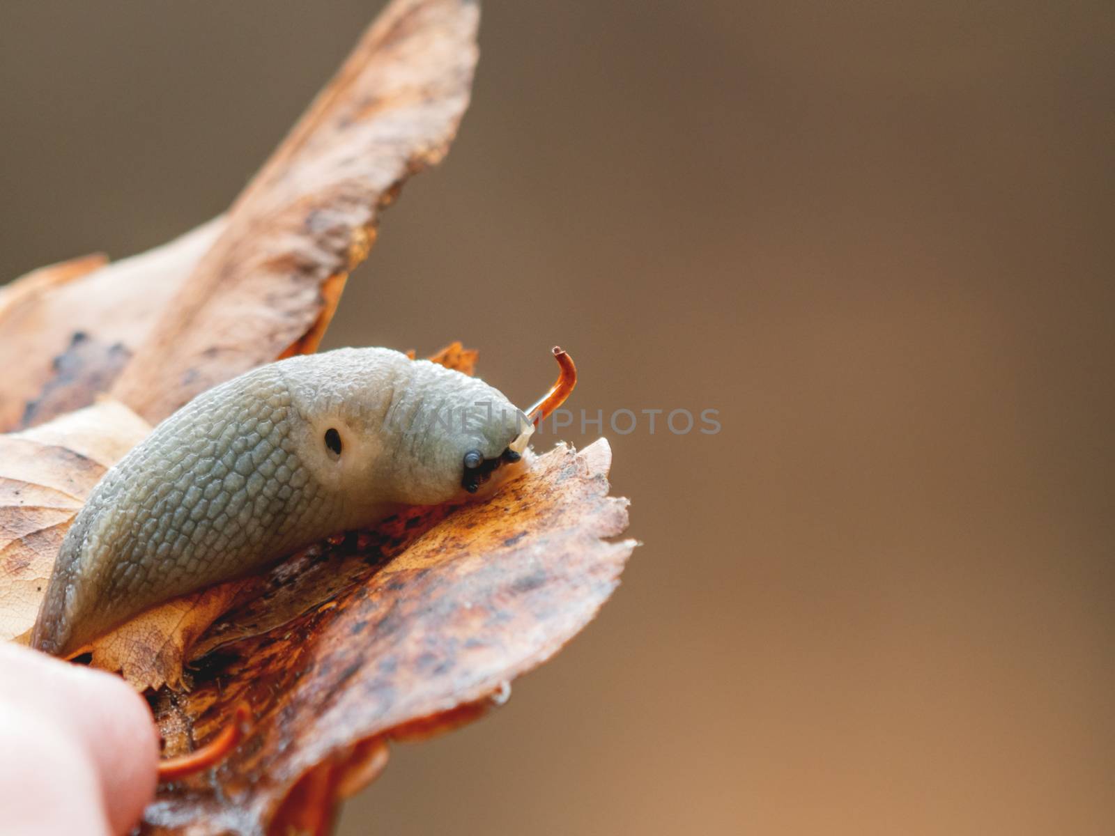 Macro photo of a slug in forest. Shell-less terrestrial gastropod mollusc on bright autumn leaf. by aksenovko