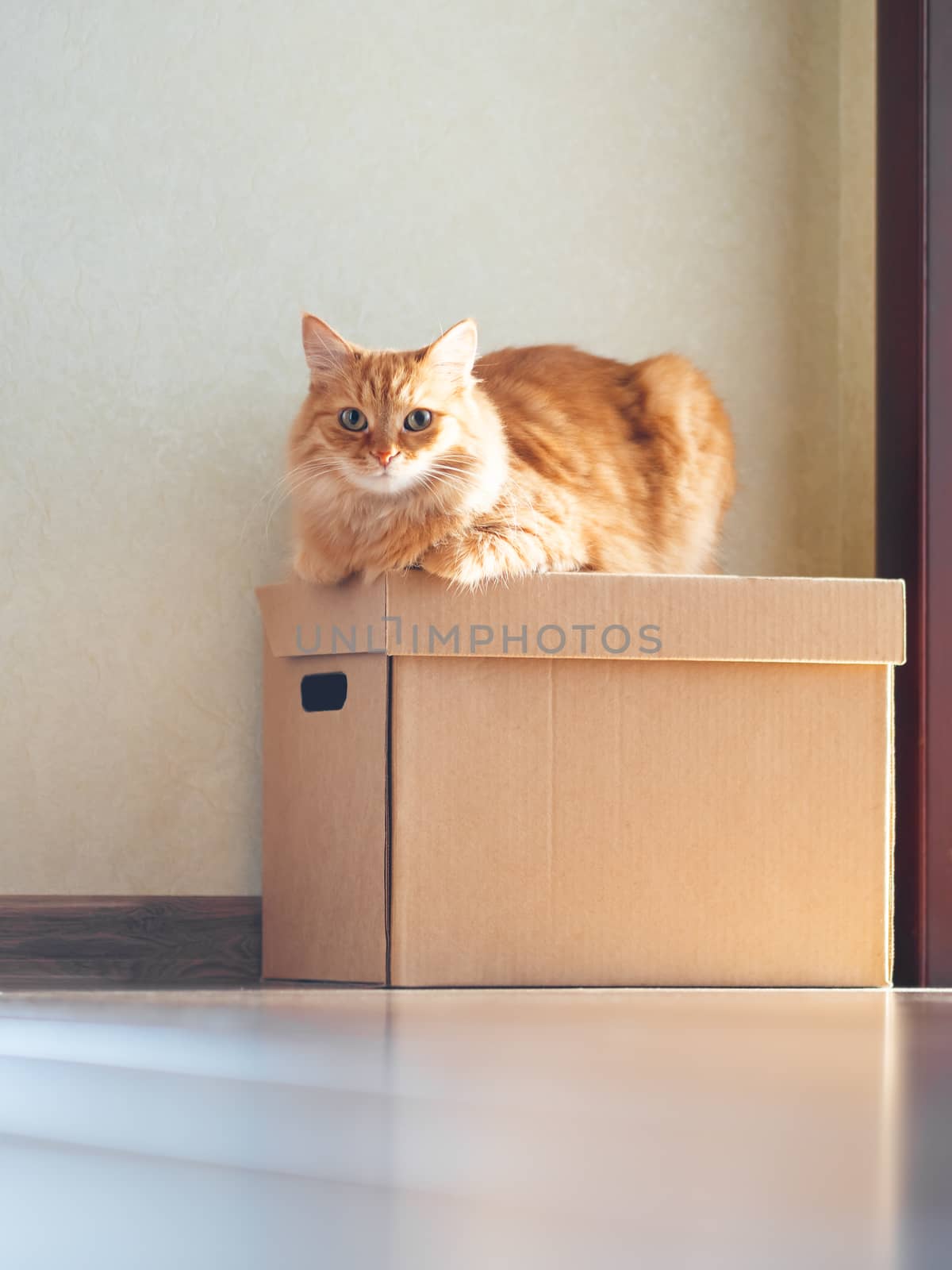 Cute ginger cat lying on carton box. Sun shines on fluffy pet. Domestic animal is ready to relocate. by aksenovko