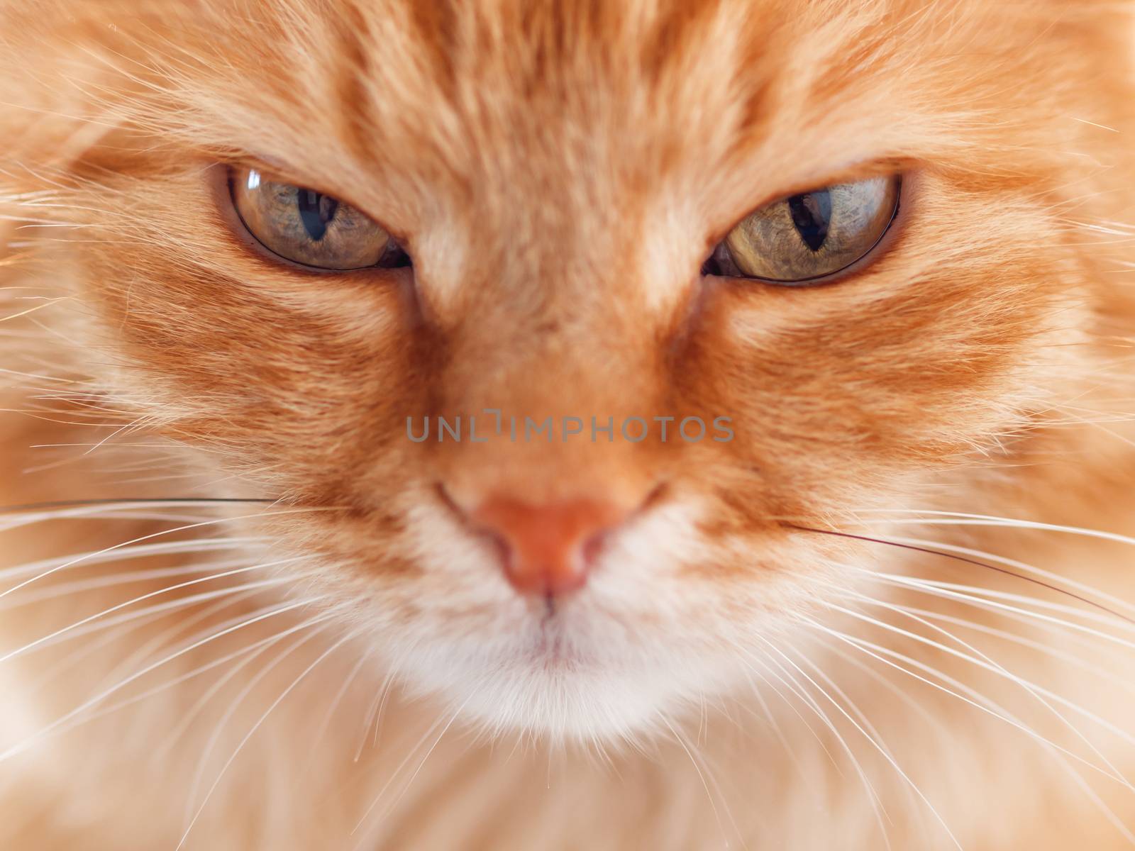 Close up portrait of cute ginger cat. Fluffy pet is staring in camera.