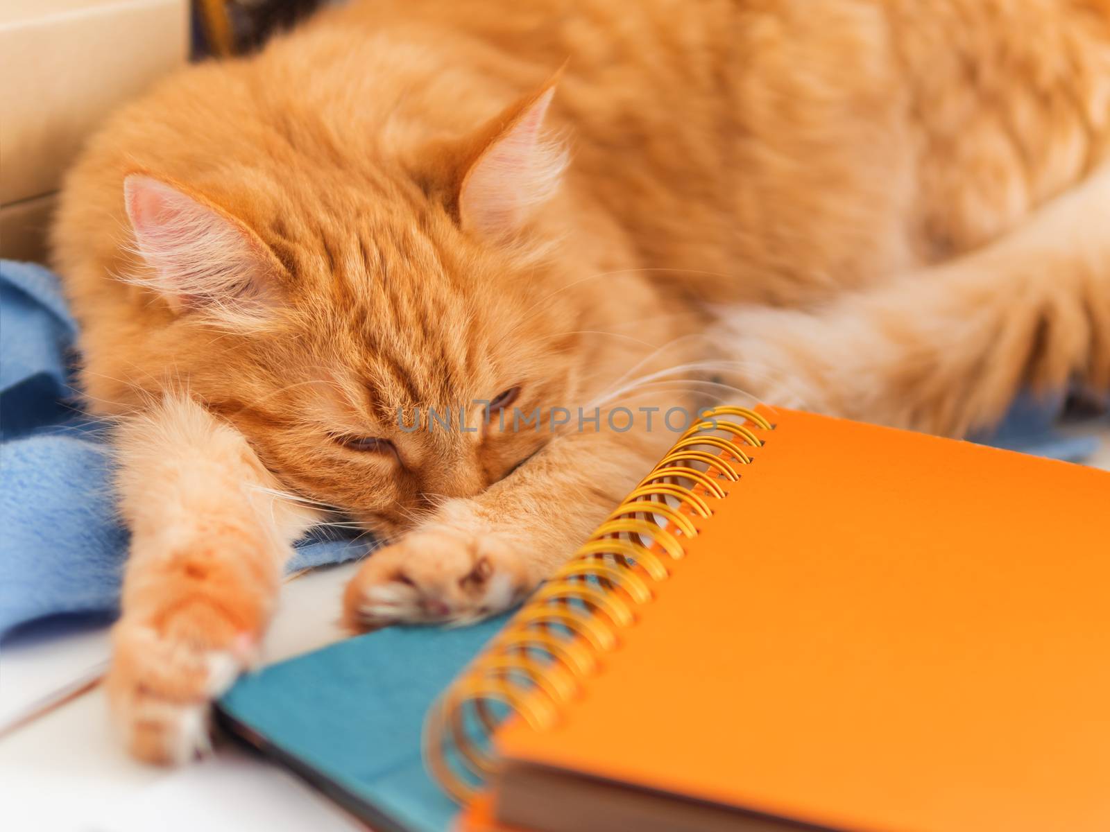 Cute ginger cat is sleeping among office supplies. Fluffy pet dozing on stationery. Cozy home background.
