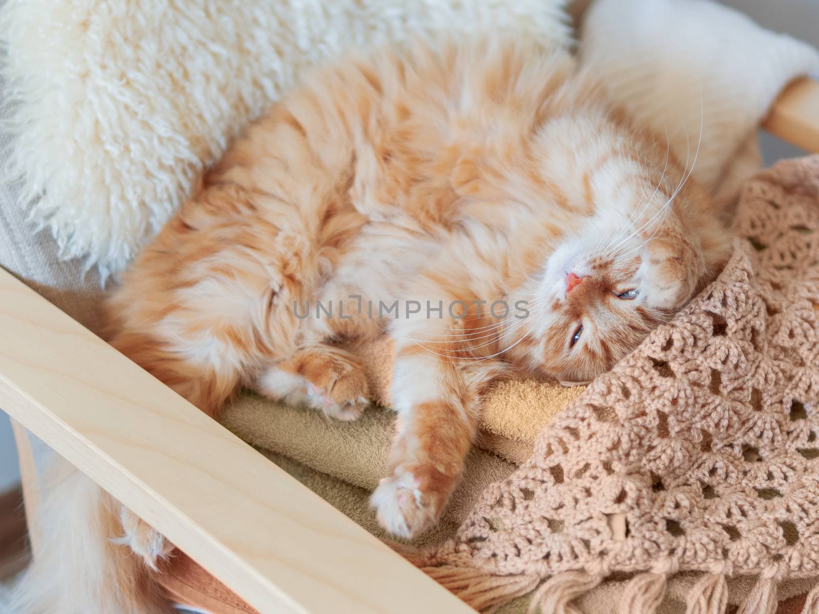 Cute ginger cat sleeping on pile of clothes. Fluffy pet mimics the color of textile.