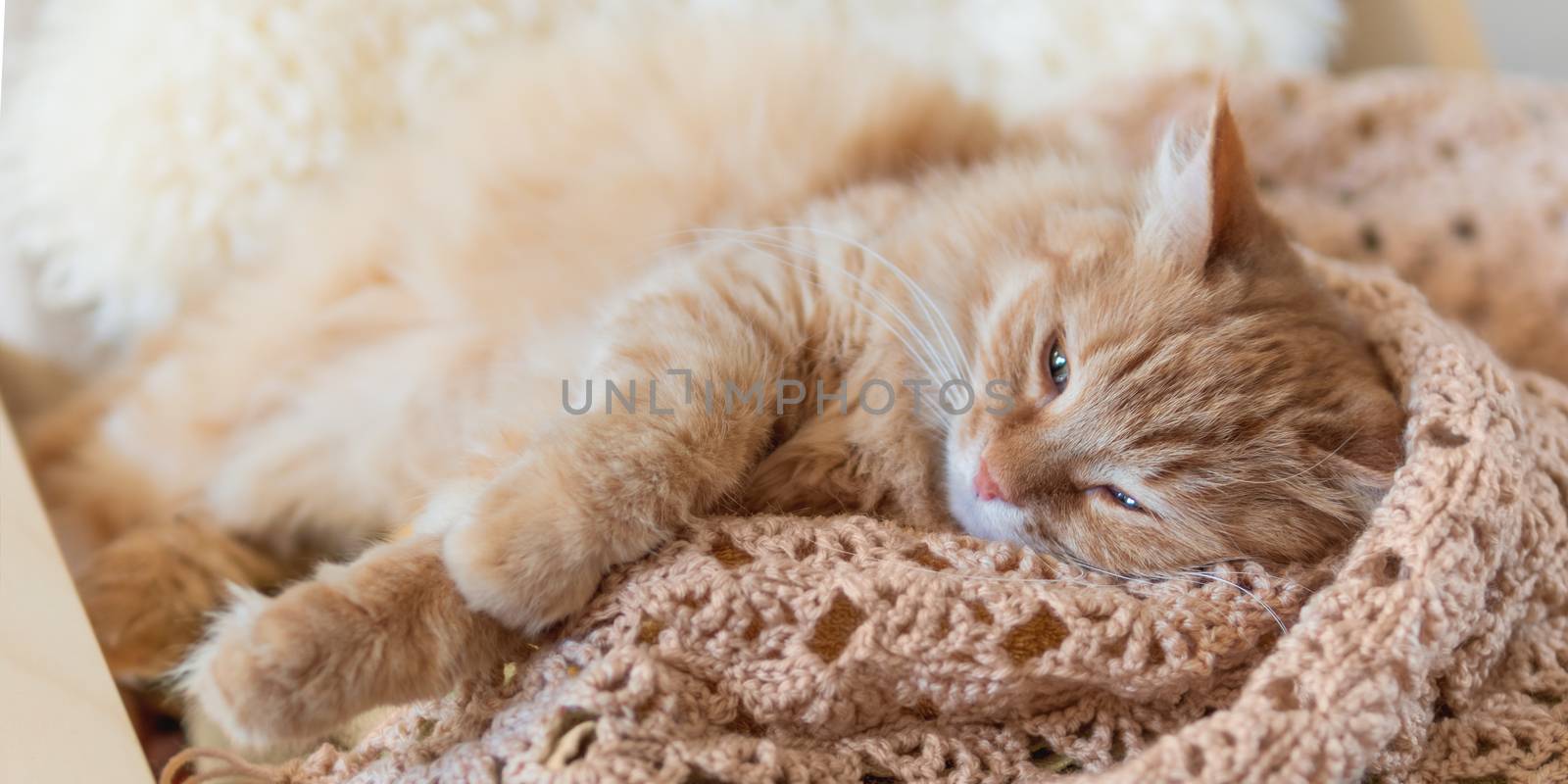 Cute ginger cat sleeping on pile of clothes. Fluffy pet mimics the color of textile. by aksenovko
