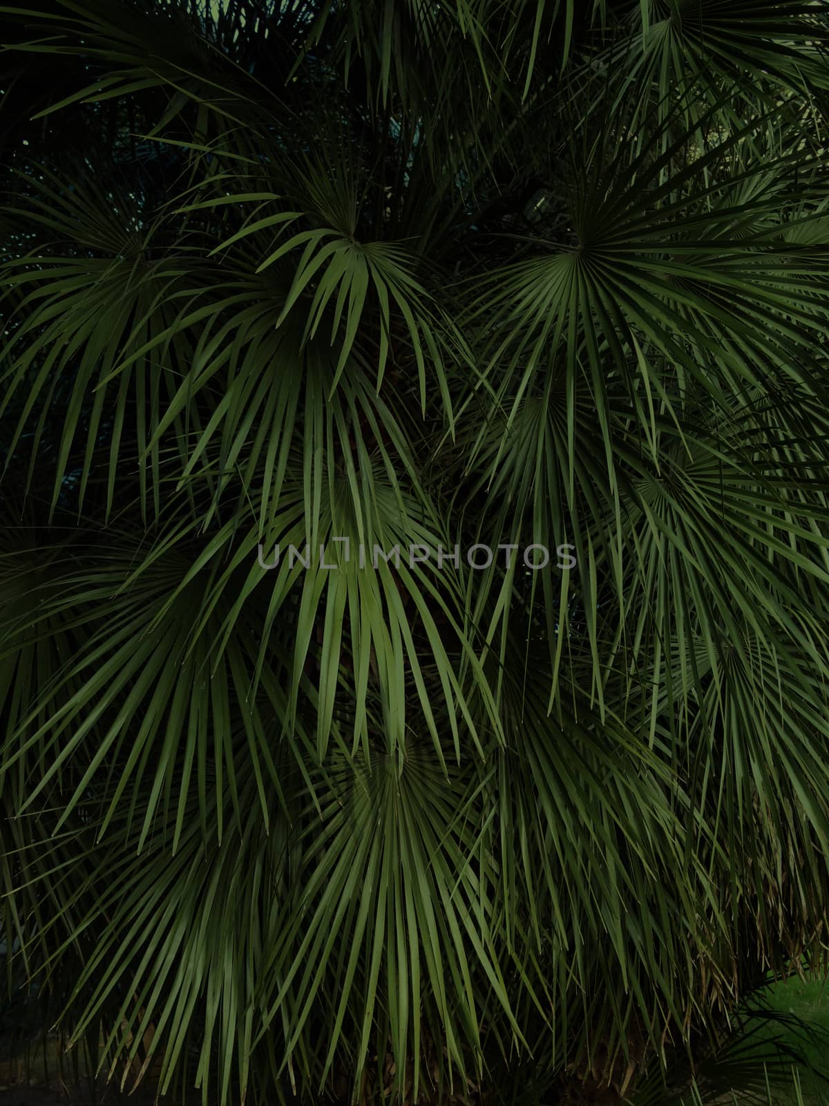 Natural background with palm tree leaves. Dark toned photo of tropical tree foliage. by aksenovko