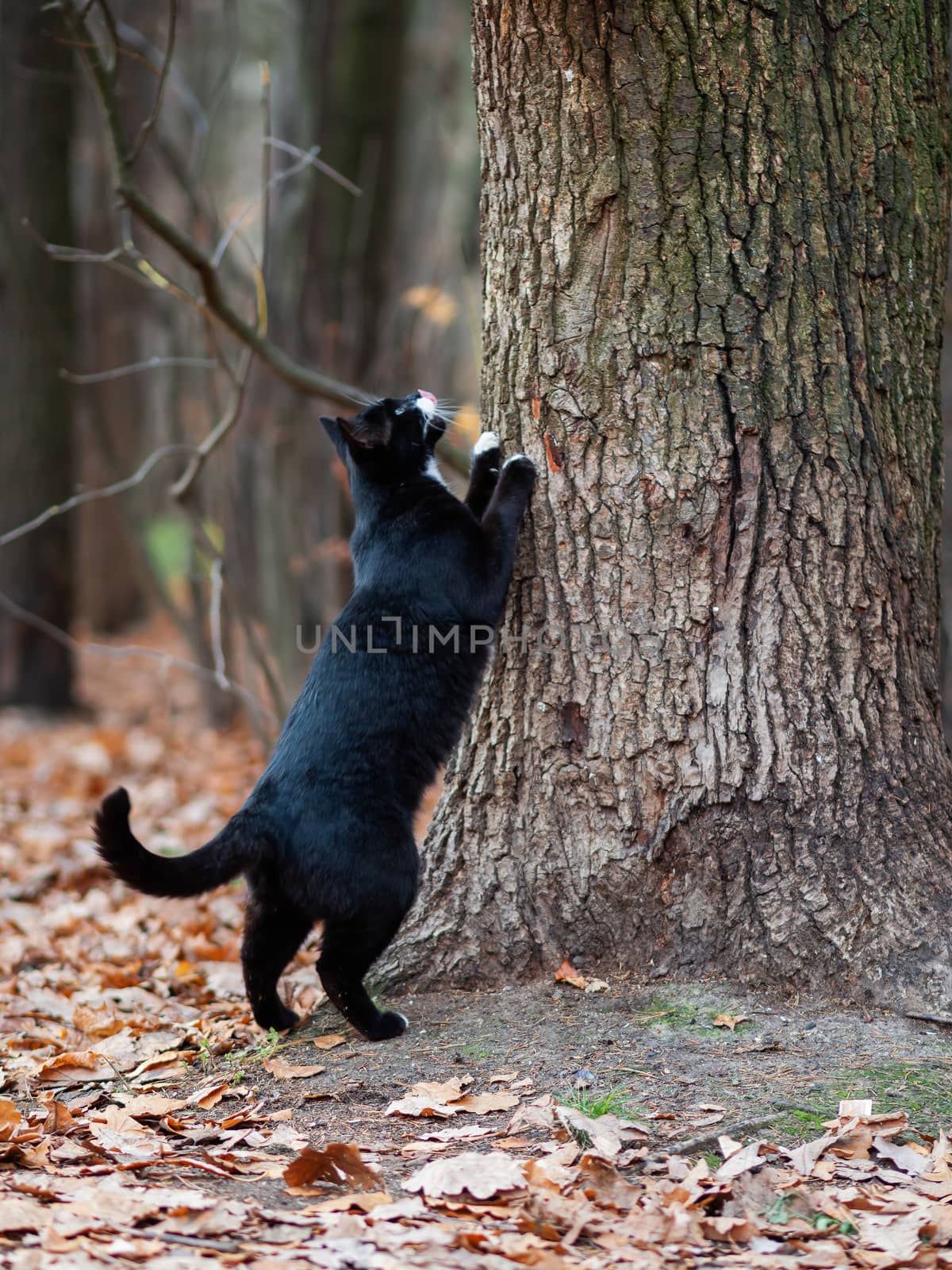 Fluffy black cat with white spots sharpens its claws on a tree in park. Stray animal in forest. by aksenovko