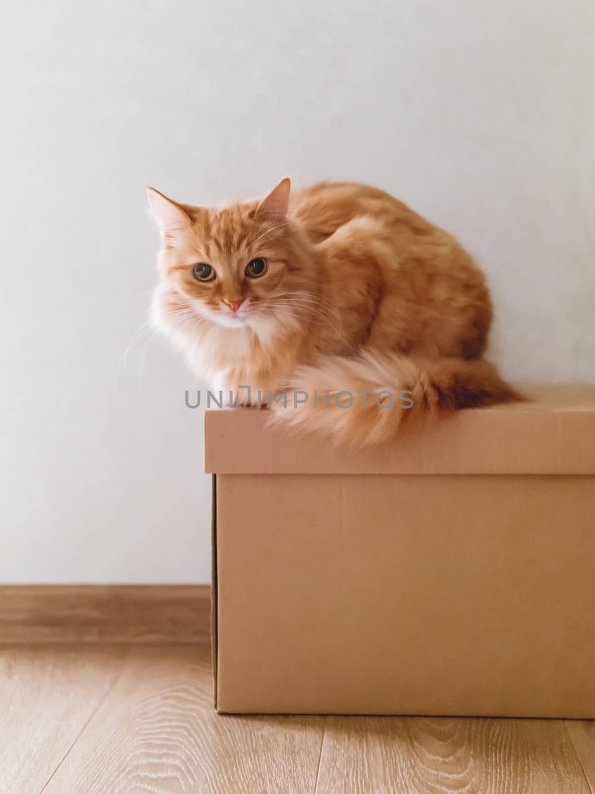 Cute ginger cat lying on carton box. Sun shines on fluffy pet. Domestic animal is ready to relocate.