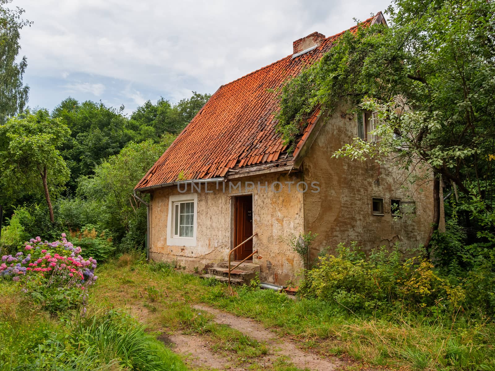 Picturesque old country house with tiled roof . Neglected garden with big bushes of colorful hydrangea flowers. by aksenovko