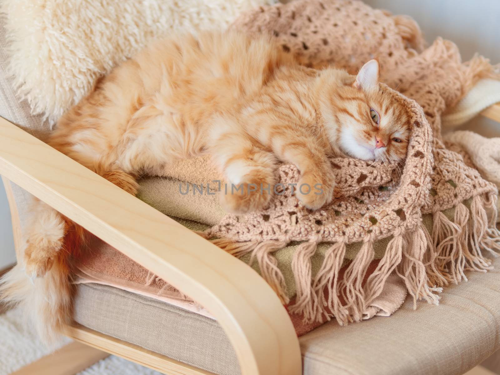 Cute ginger cat sleeping on pile of clothes. Fluffy pet mimics the color of textile.