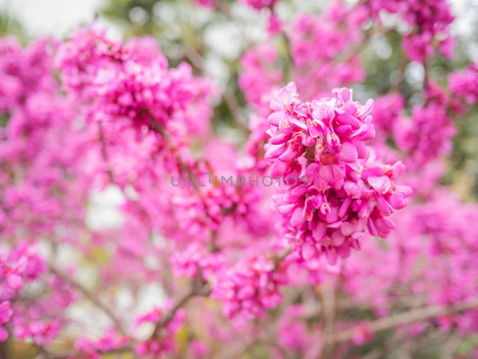 Blooming Cercis chinensis or the Chinese redbud. Natural spring background with sun shining through pink beautiful flowers. by aksenovko