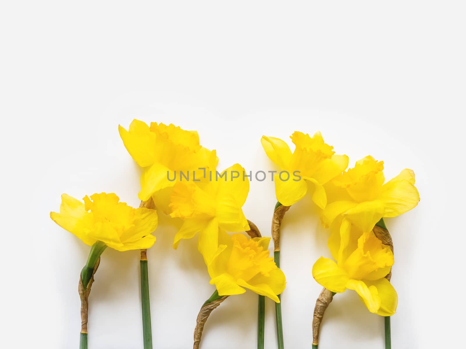 Group of seven Narcissus or daffodils. Bright yellow flowers on white background. Banner with copy space.