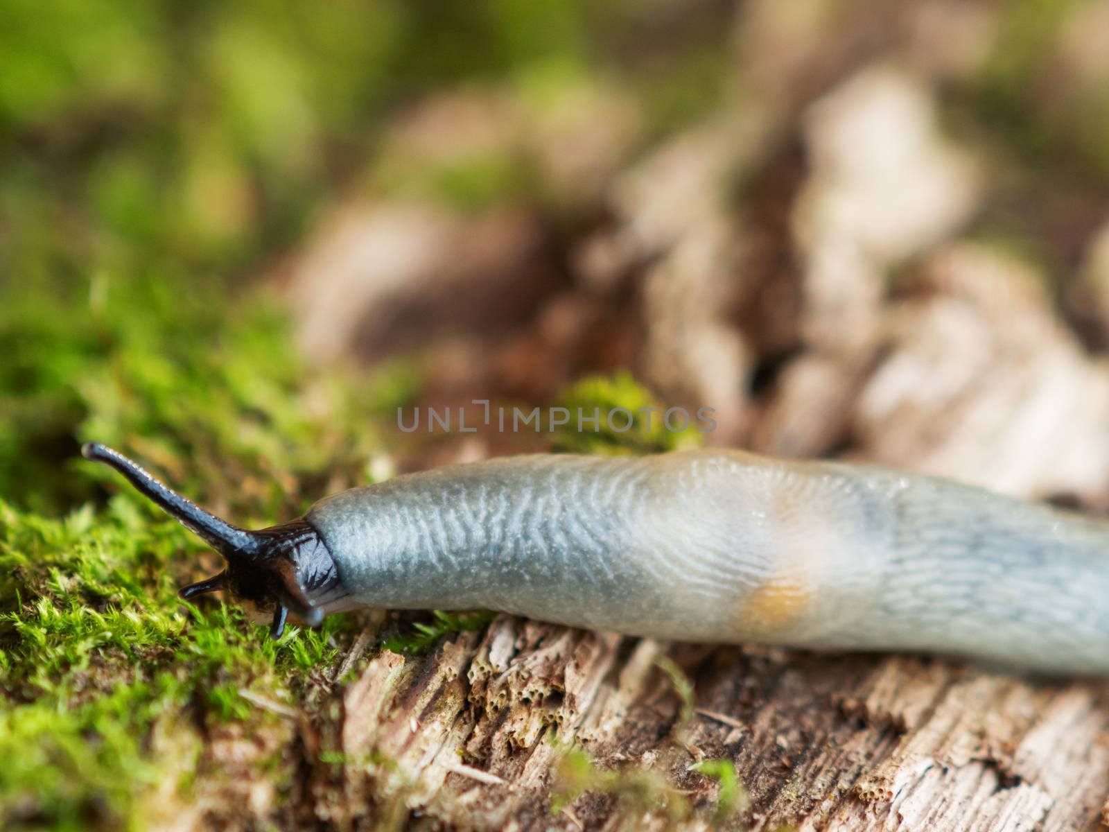 Macro photo of a slug in forest. Shell-less terrestrial gastropod mollusc on green moss.
