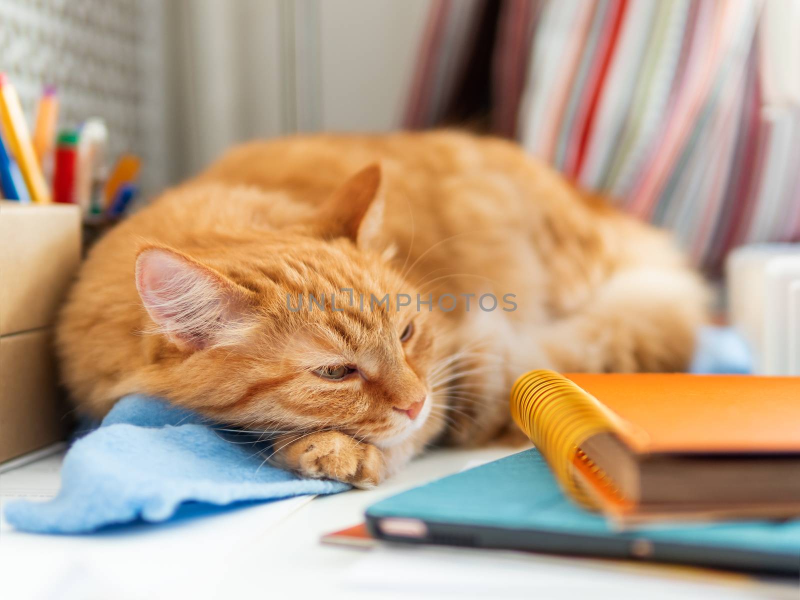 Cute ginger cat is sleeping among office supplies and sewing machine. Fluffy pet dozing on stationery. Cozy home background.