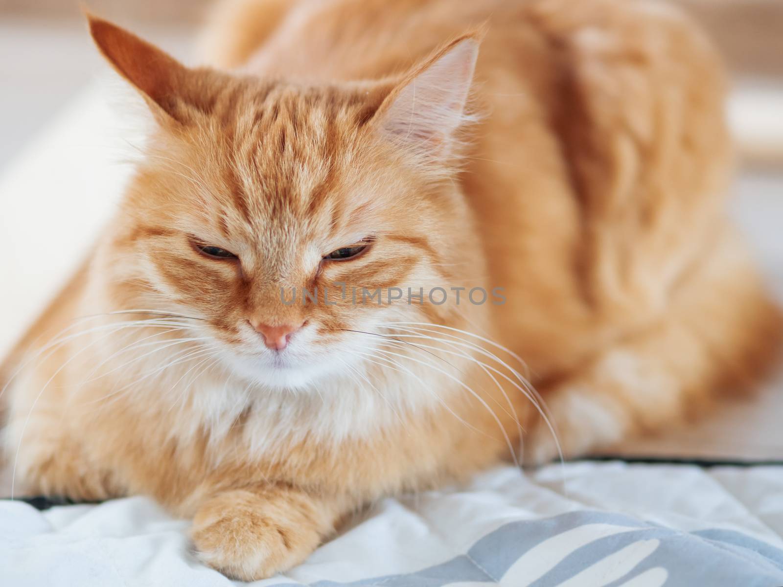 Cute ginger cat lying on floor. Fluffy pet is sleeping. by aksenovko