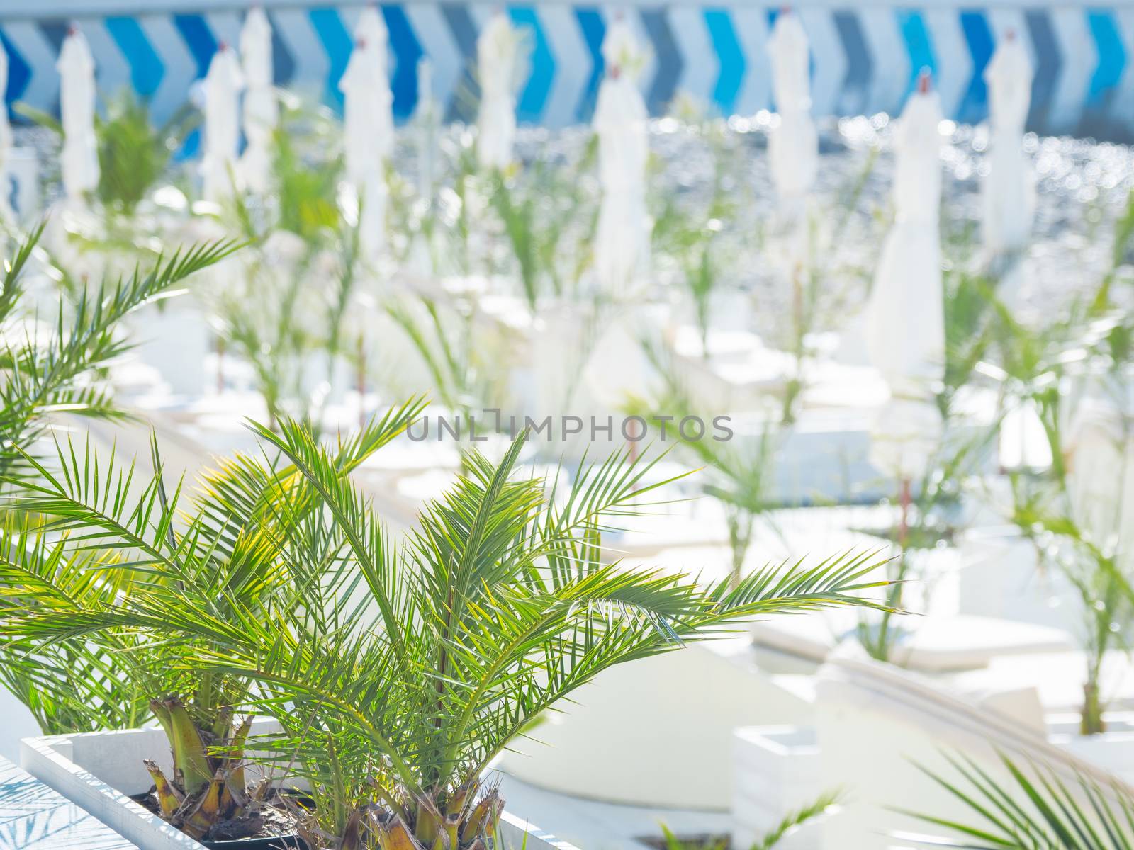 Mediterranean cafe. White furniture and sun umbrellas with palm trees in pots. Sunny day on beach.