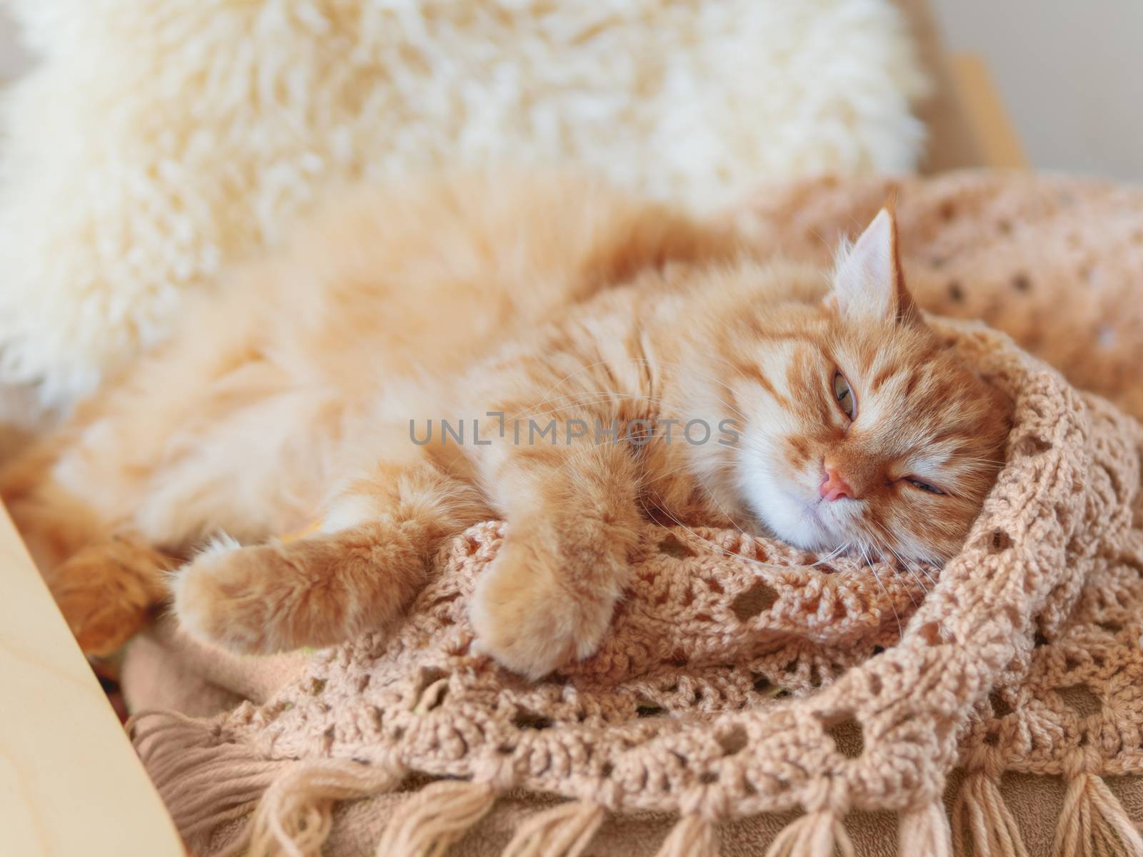 Cute ginger cat sleeping on pile of clothes. Fluffy pet mimics the color of textile.