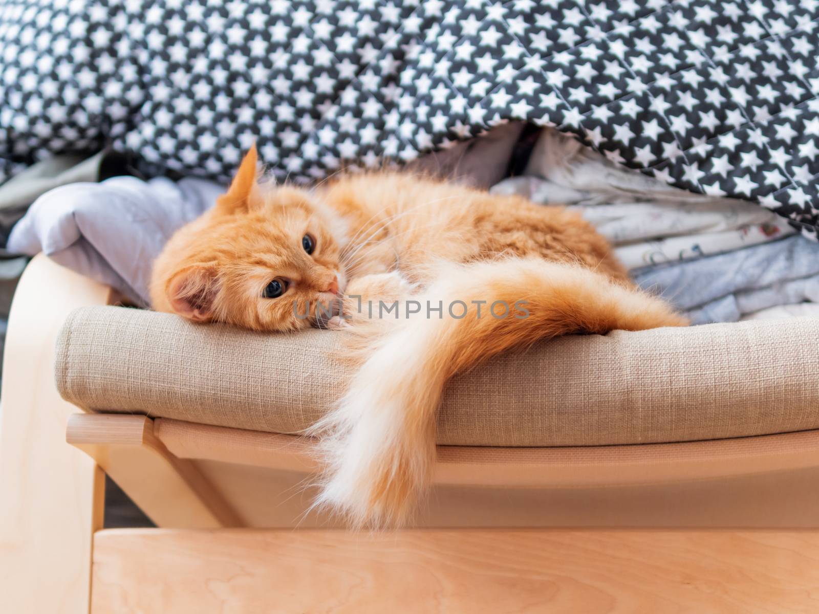 Cute ginger cat is lying on beige chair. Pile of crumpled clothes behind fluffy pet. by aksenovko