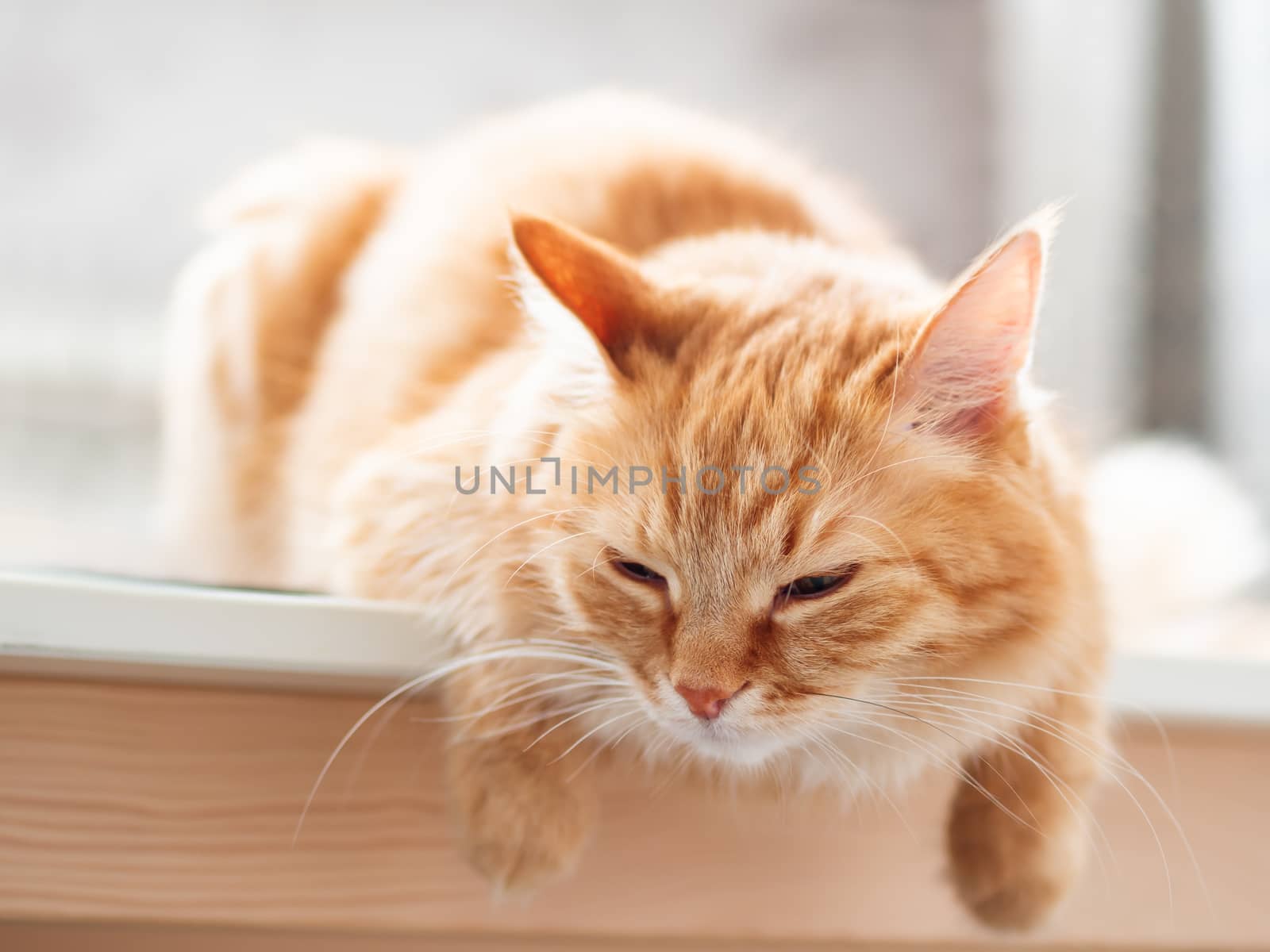 Close up portrait of cute ginger cat. Fluffy pet is sleeping. Domestic kitty on table.
