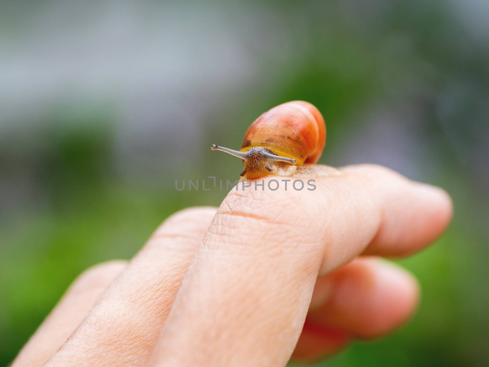 Small brown snail crawls on a woman's finger. Natural background with small mollusc. by aksenovko