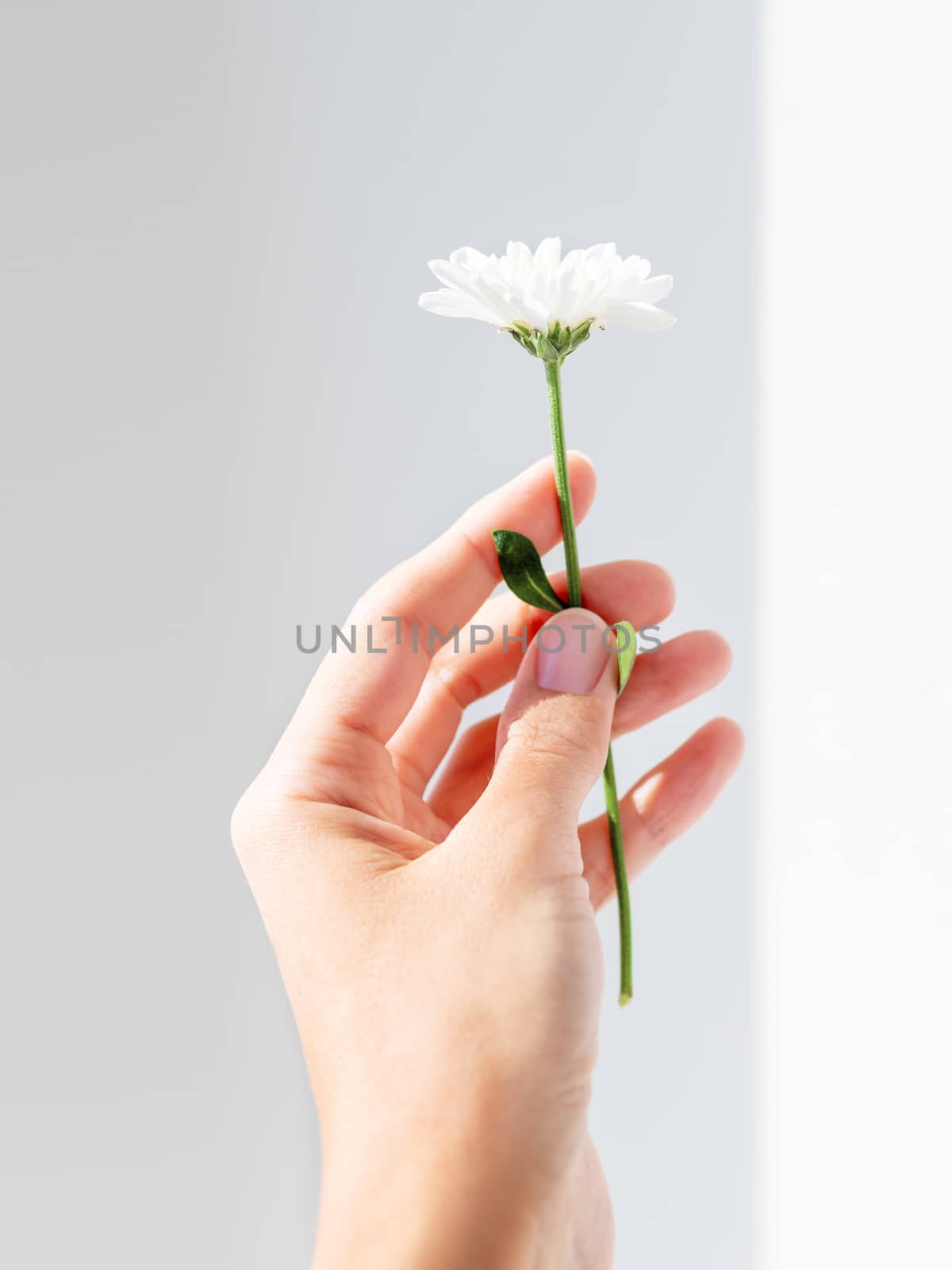 Hand with chrysanthemum flower. Woman is holding blooming flower on grey shadowed background.
