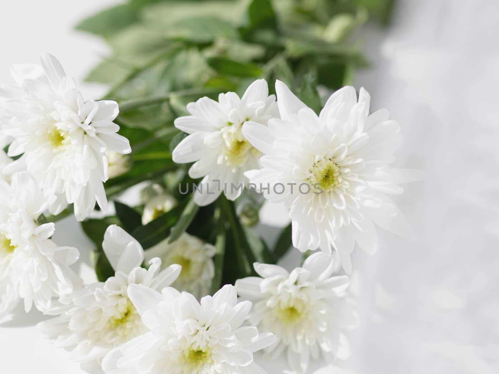 Macro photo of chrysanthemum flowers on window sill. Sunny morning in cozy home.