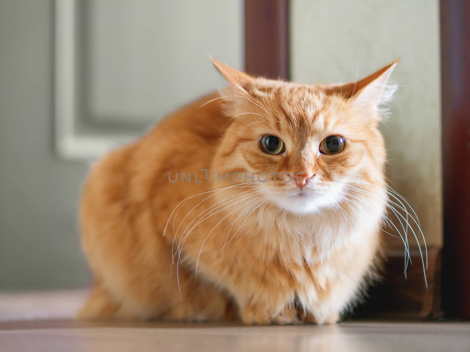 Cute ginger cat sitting on floor. Fluffy pet looks tense.