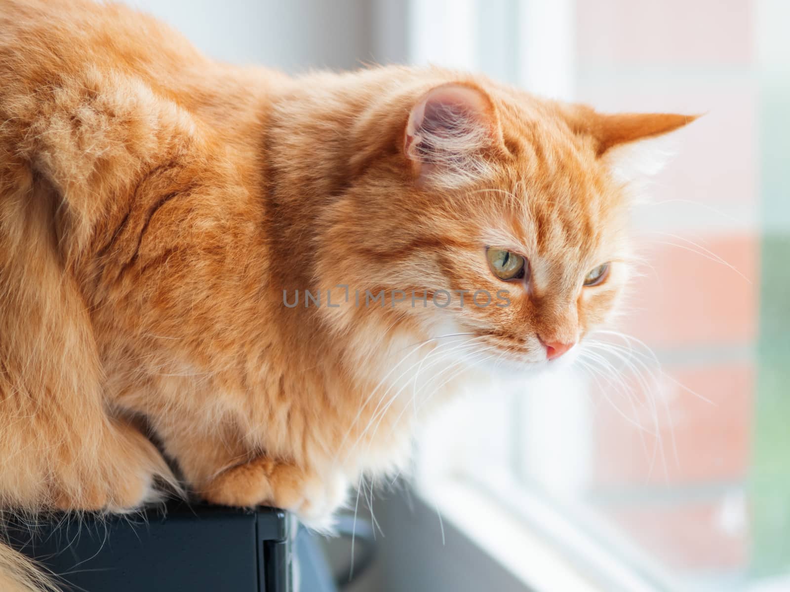 Cute ginger cat is looking out of the window. Fluffy pet is waiting for somebody or something.