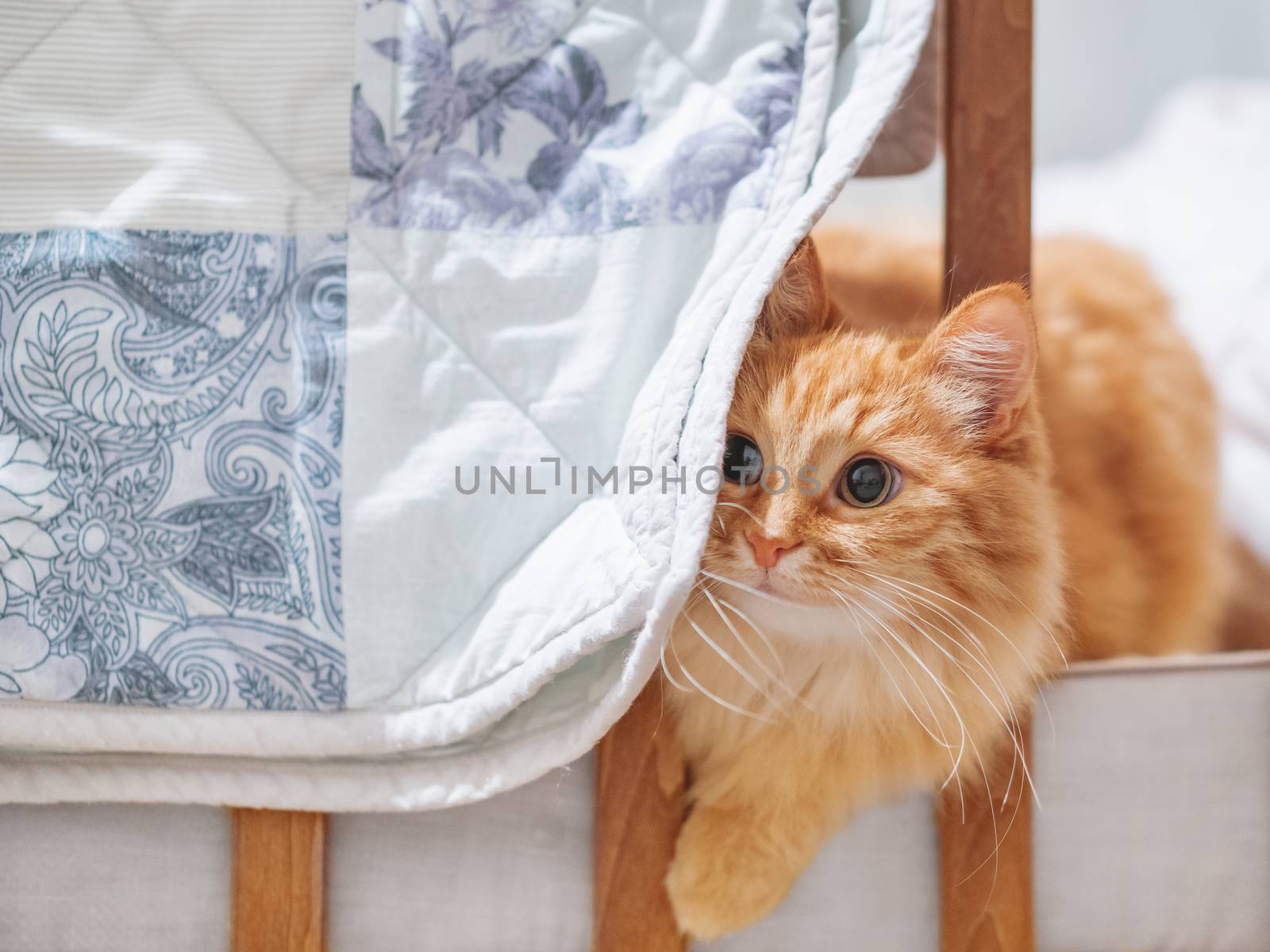 Cute ginger cat is hiding in a crib behind a blue and white decorative patchwork blanket. Fluffy pet in cozy home. by aksenovko