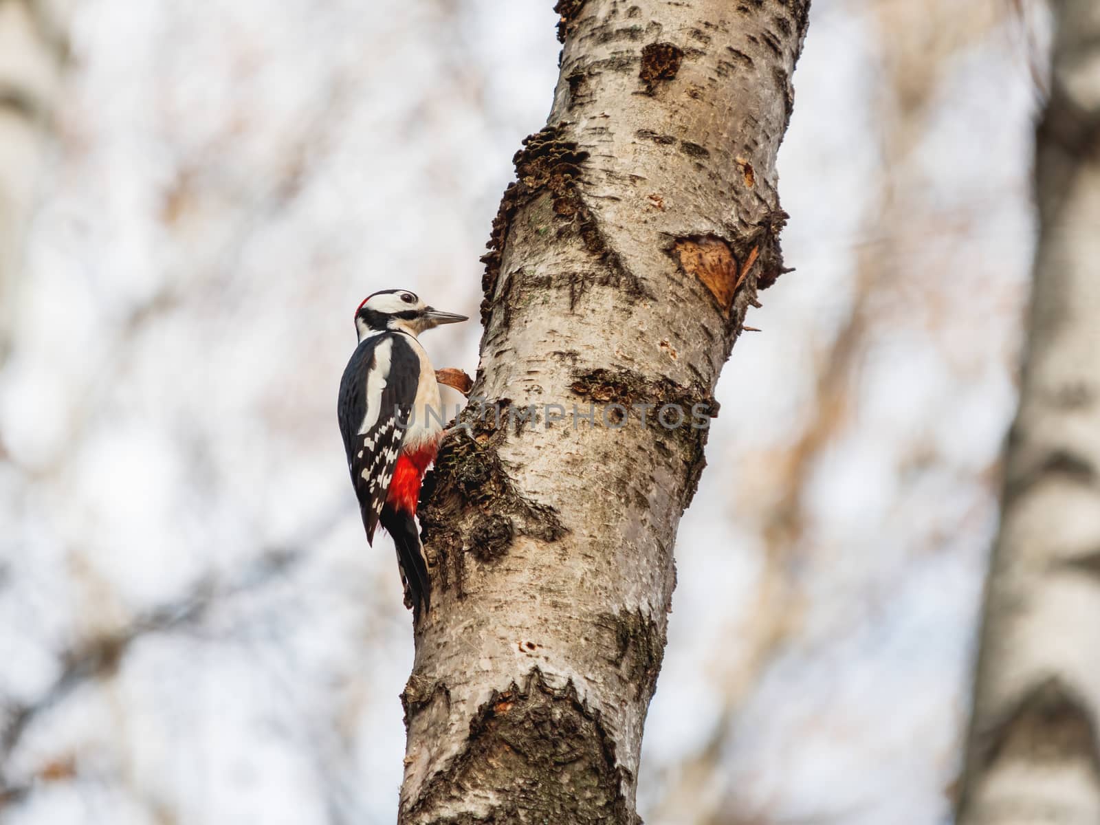 Great spotted woodpecker or Dendrocopos major. Bright bird on birch tree.
