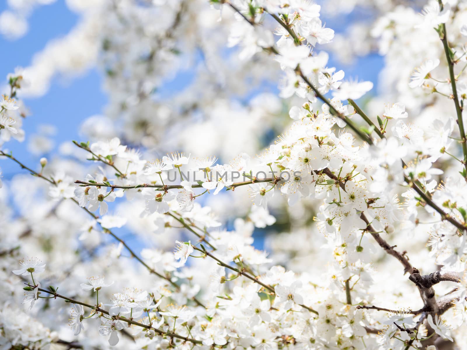 Blooming cherry tree. Beautiful white flowers on clear blue sky background. Sunny spring day. by aksenovko