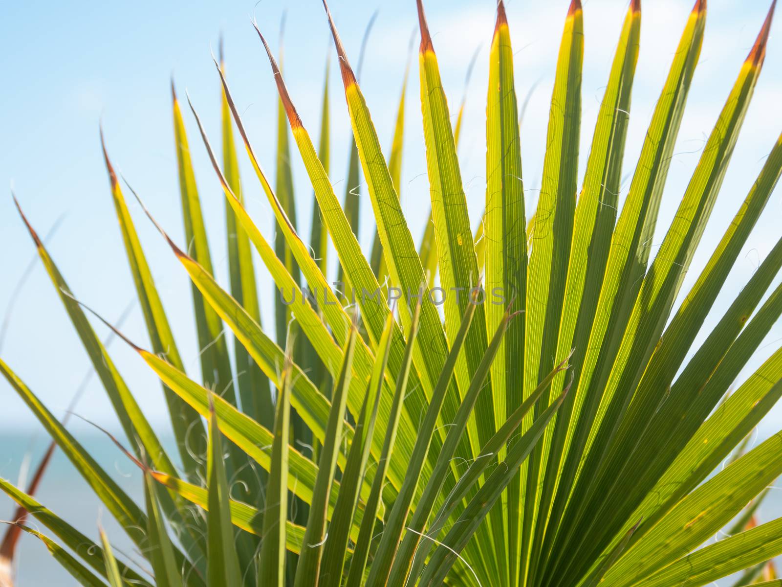 Sun shines through palm tree leaves. Tropical tree with fresh green foliage.