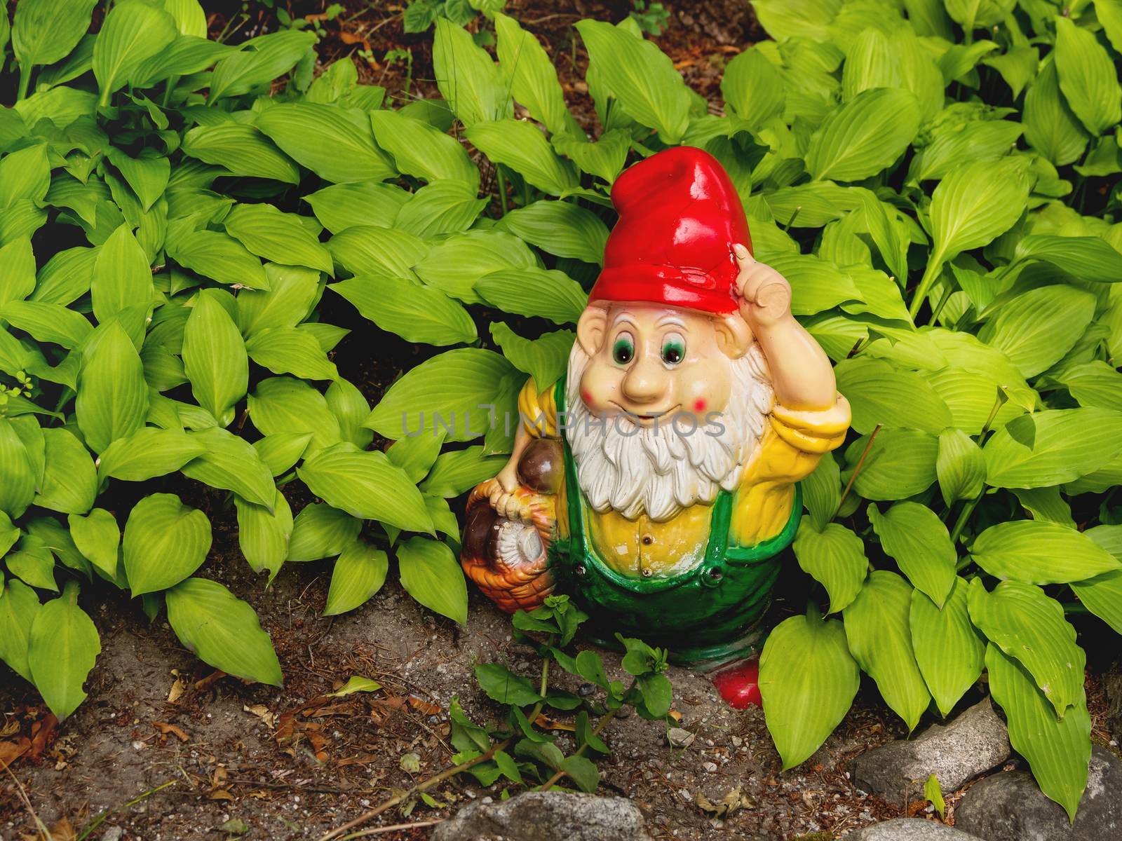 Garden gnome with basket full of mushrooms. Colorful sculpture in leaves of Hosta plant. Summer sunset in garden. by aksenovko